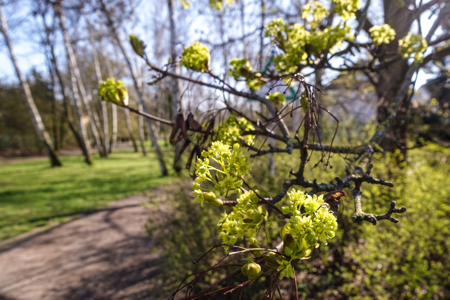 Aufbrechende Baumblüten
