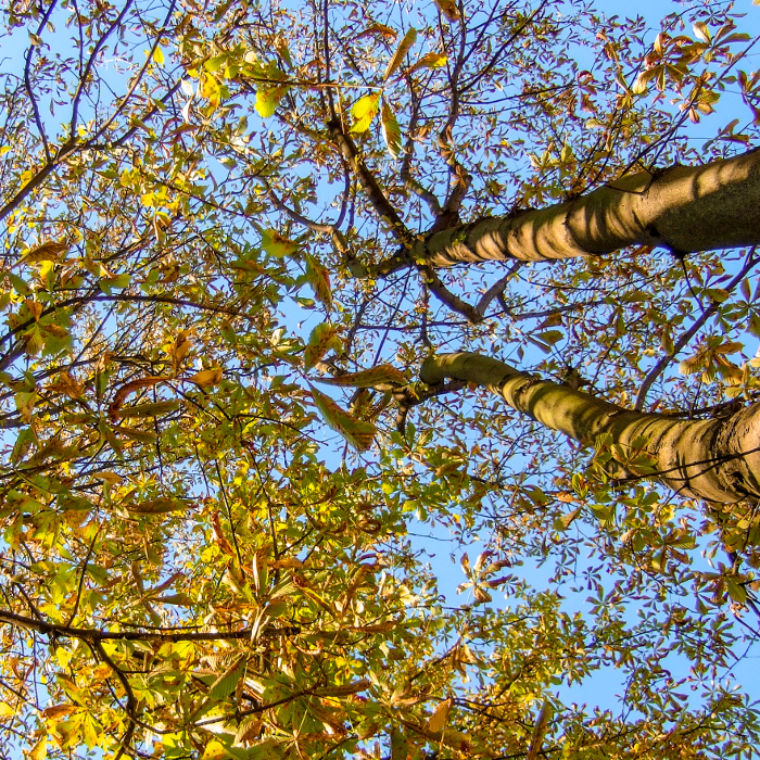 Kastanienbäume im Herbst