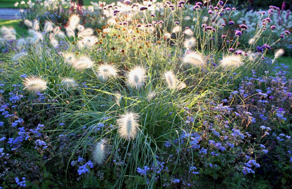Gräser, umgeben von Vergissmeinnicht, im Gegenlicht ...