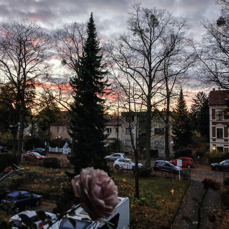 Noch immer, die EINE ROSE