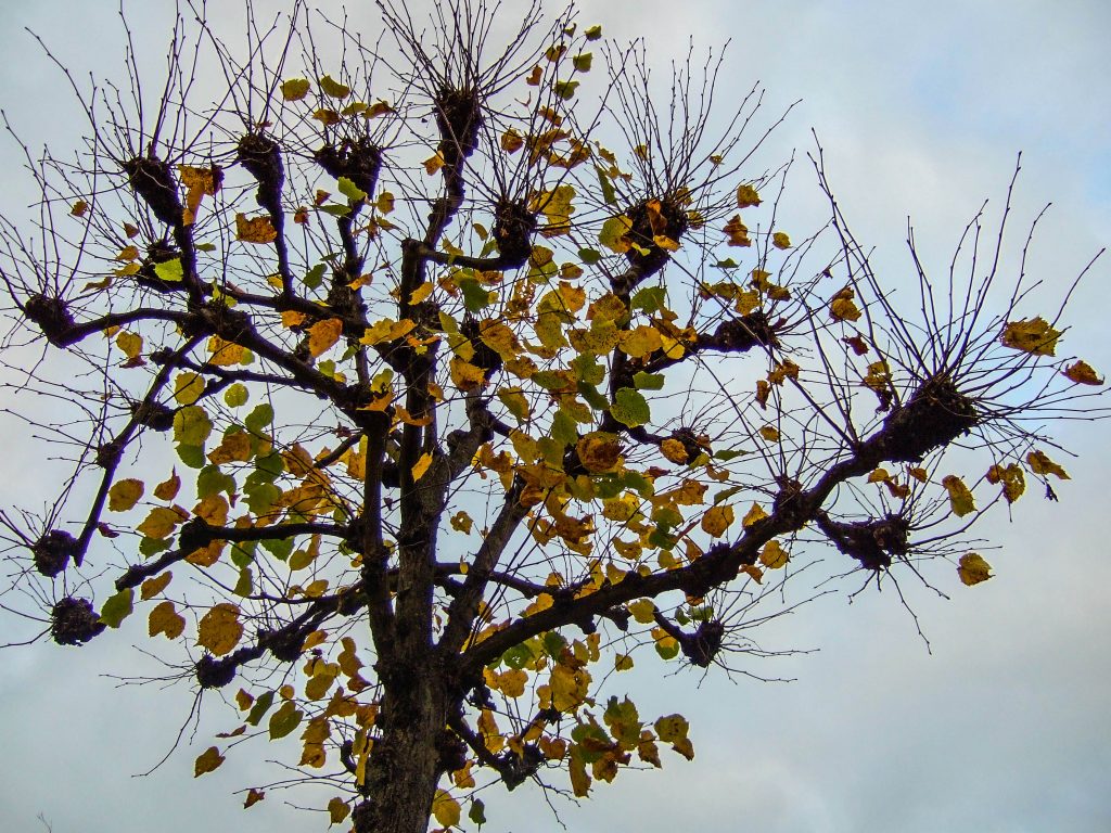 Herbstlaub