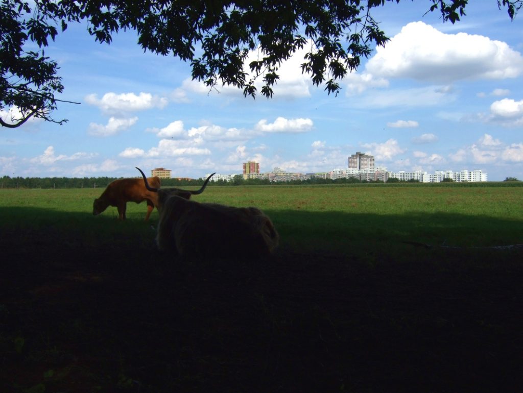 Berliner Stadtrand bei Osdorf