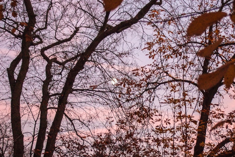 Am Großen Wannsee: Abendstimmung mit Mond
